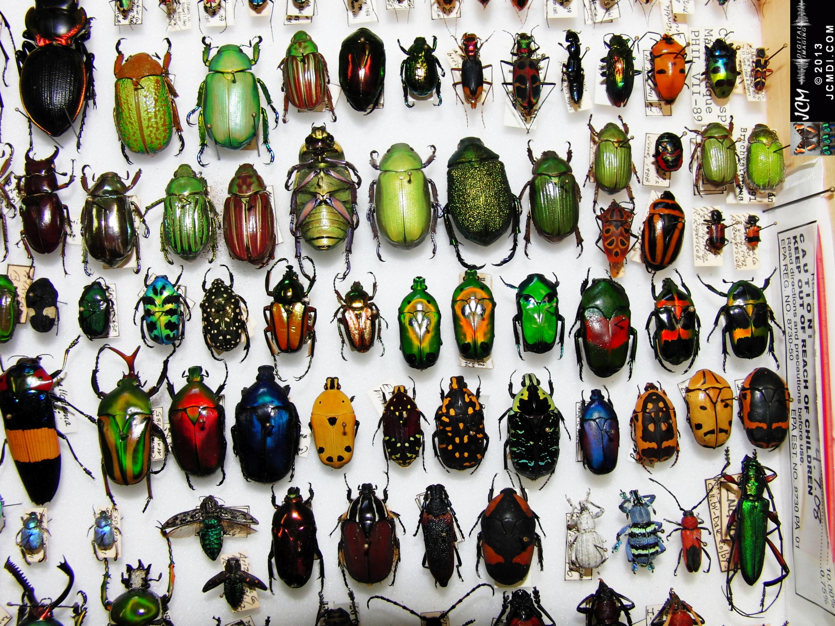 A large collection of colorful beetles 02-20-2010 